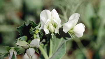 Cours et marchés du pois protéagineux